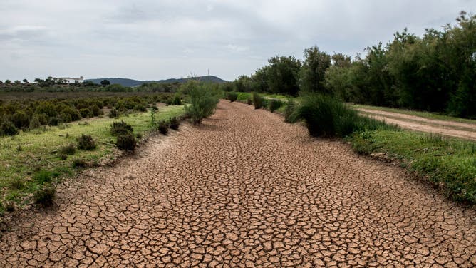 Flamingoes In Spain Lose Nesting Grounds To Drought