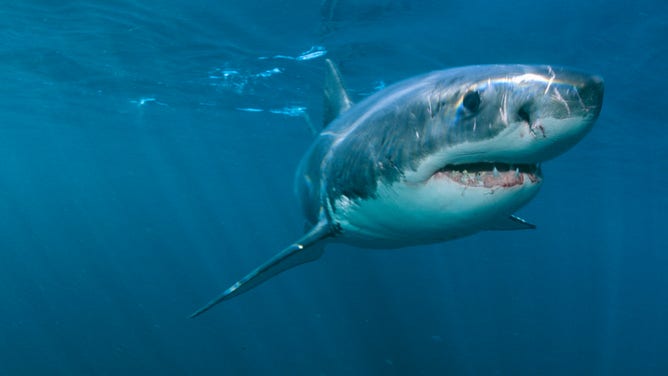 FILE - Great White Shark
