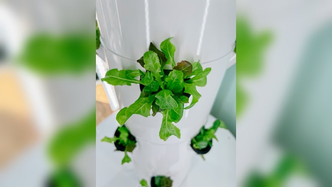 Plant grown using hydroponics.