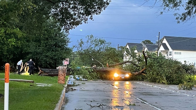 Photo of a fallen tree on motorist at East Cypresswood and Whitewood in Harris County, Texas.