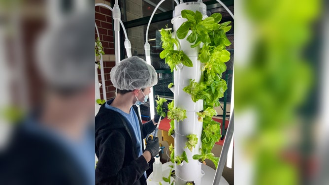 Hoffen tending to lettuce being grown.