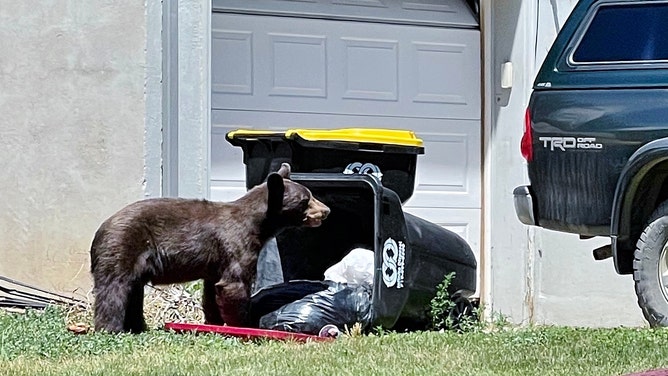 Brown bear next to a trash bin that has been knocked down.