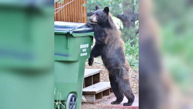 FILE - A brown bear inspects a trash bin.