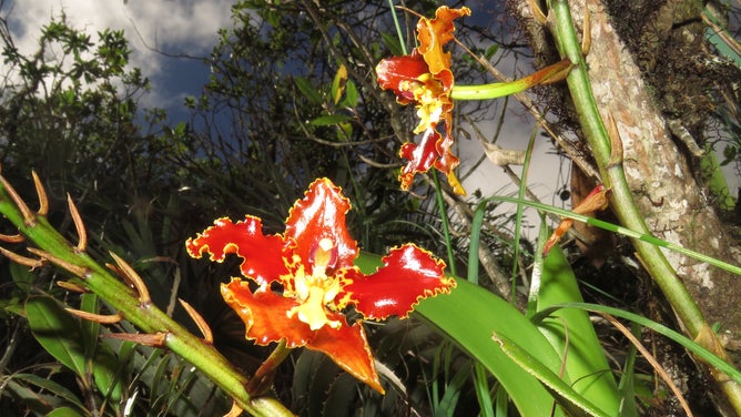 Oncidium orchid from La Paz metro area.