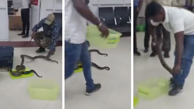 海关官员在航空公司乘客的包中发现22条蛇