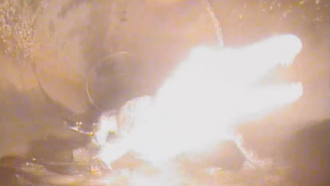 The alligator bares its fangs to the camera.