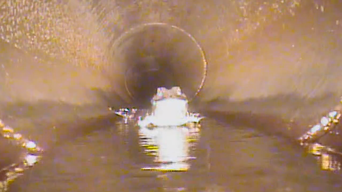 Officials first thought the animal was a toad.