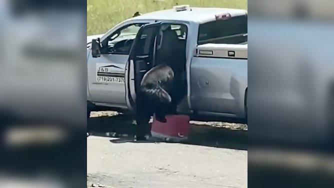 Bear steps onto the cooler to climb into the truck.