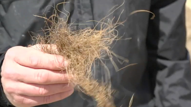 Modjeski holds coconut fibers in his hand.
