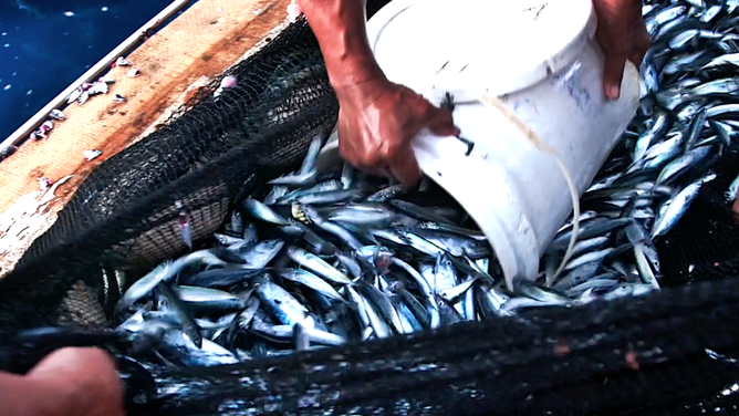 A fisherman uses a bucket to gather fish.