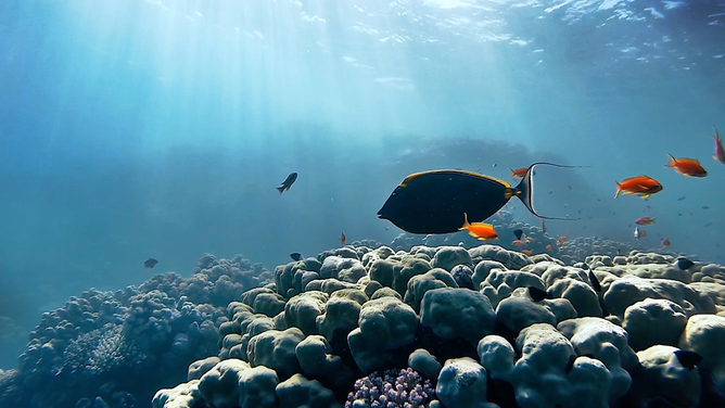 Fish swim around a coral reef.