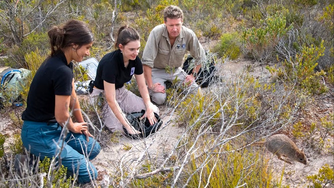 Researchers release a bettong during recent monitoring.