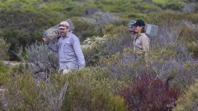 Carrying traps to monitor brush-tailed bettongs in Dhilba Guuranda-Innes National Park.