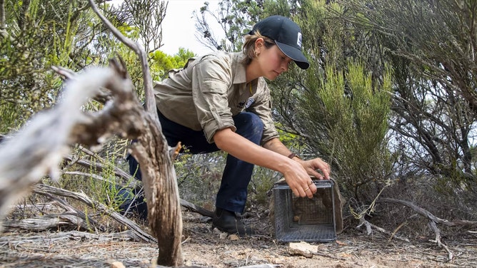 Setting up traps to monitor brush-tailed bettongs in Dhilba Guuranda-Innes National Park.