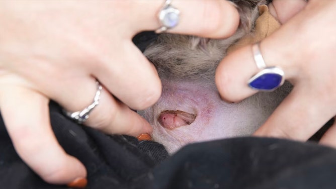 Chloe Frick discovers another bettong joey during a pouch check (right).