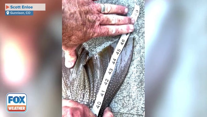 A Lake trout nearly 4 feet long was reeled in by a father and son fishing on a Colorado reservoir earlier this month.