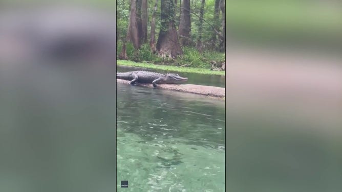 Women Have Close Encounter With Gator While Floating Down Florida River
