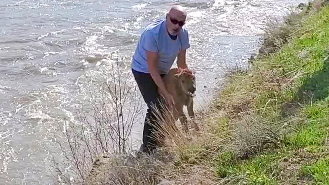 An unidentified white male in his 40-50's, wearing a blue shirt and black pants, approached a newborn bison calf in Lamar Valley near the confluence of the Lamar River and Soda Butte Creek in Yellowstone National Park.