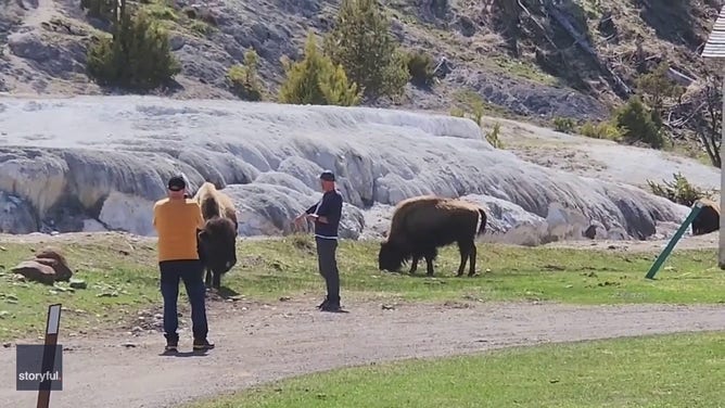 Two men are seen breaking park guidance and approaching a pair of wild bison inside Yellowstone National Park.