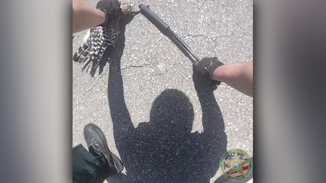 Florida deputies save hawk from deadly encounter with snake