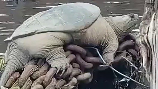 Giant snapping turtle dubbed ‘Chonkosaurus’ spotted in Chicago River