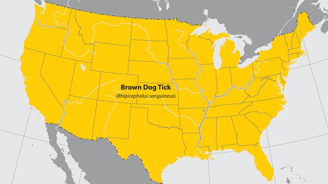 The brown dog tick spreads Rocky Mountain spotted fever.