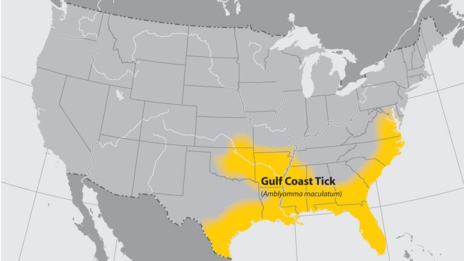The Gulf Coast tick spreads Rickettsia - a form of spotted fever.