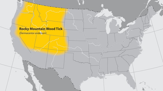 The Rocky Mountain wood tick transmits Rocky Mountain spotted fever.