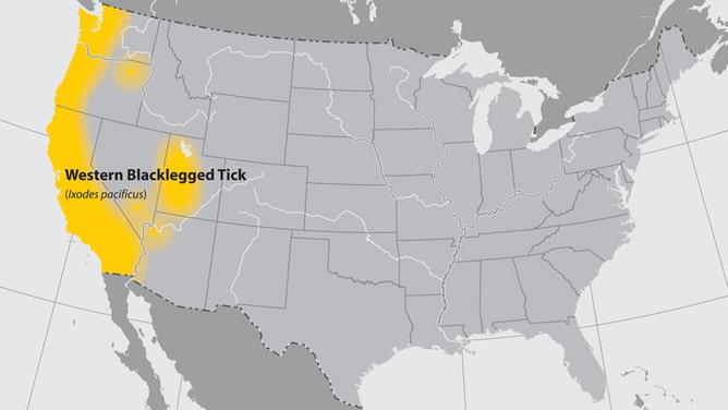 The Western black legged tick also transmits Lyme disease.