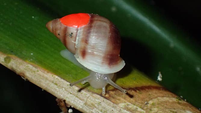 A Partula snail.