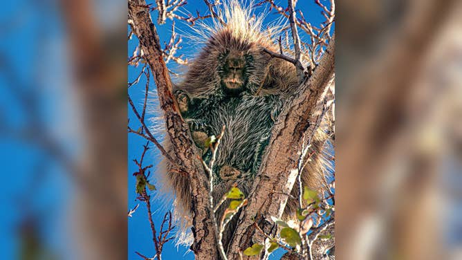 Police on alert after porcupine quills used for arcane activities