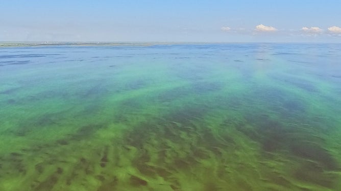 Lake Okeechobee algae bloom