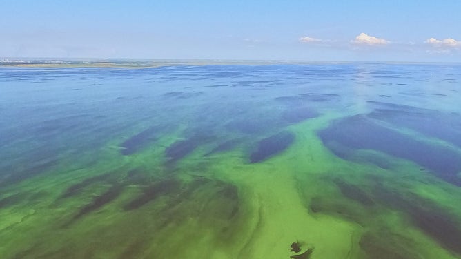 Lake Okeechobee algae bloom