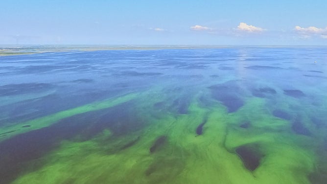 Lake Okeechobee algae bloom