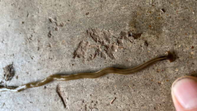 Hammerhead flatworm