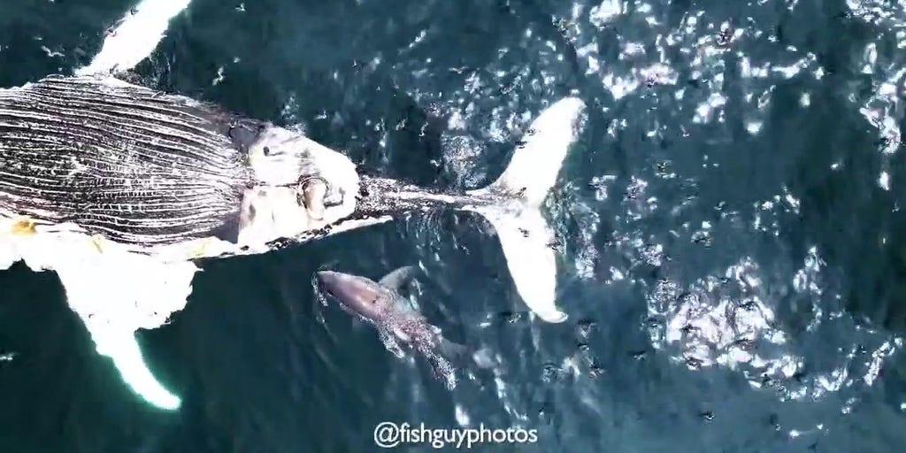 Watch Great white shark feeds on dead whale as it drifts toward New York Watch Great white shark feeds on dead whale as it drifts toward New York