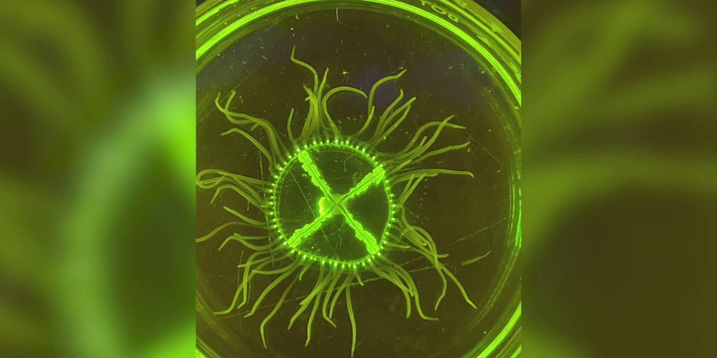 Dangerous clinging jellyfish found creeping in waters off Jersey Shore