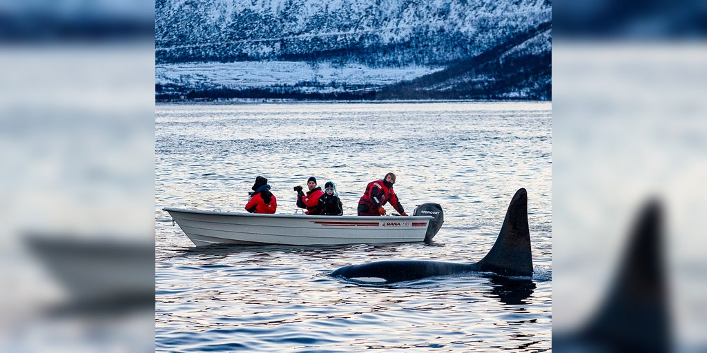 Why are killer whales attacking ships?