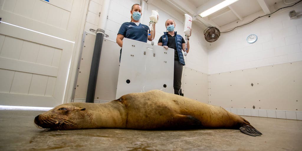 California Sea Lions Aggressive Due to Toxic Algae Blooms - Men's