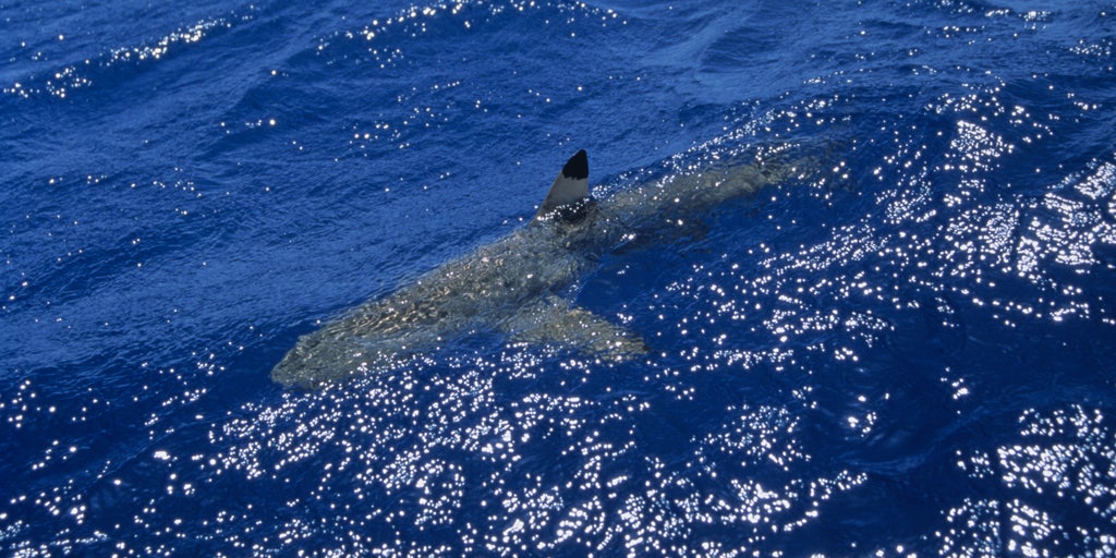 What are the odds of encountering a shark while at the beach?, Lifestyles