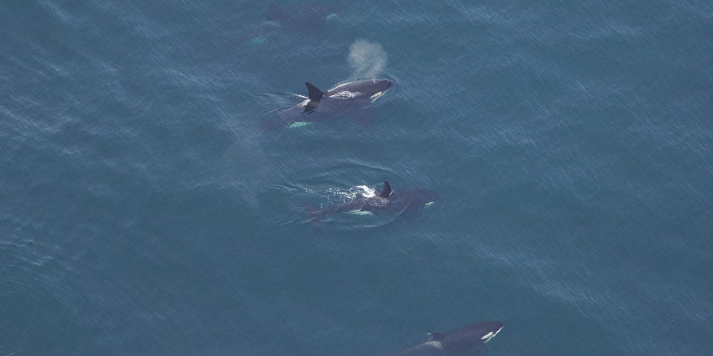 Rare Drone Footage Shows 30 Orcas Attacking Adult Gray Whales