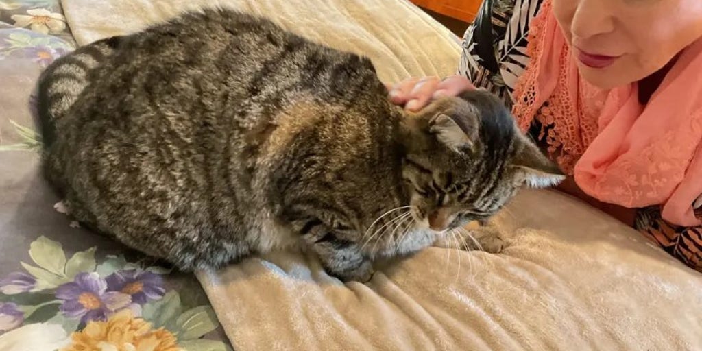 Cat reunites with owner after going missing in California wildfire 6