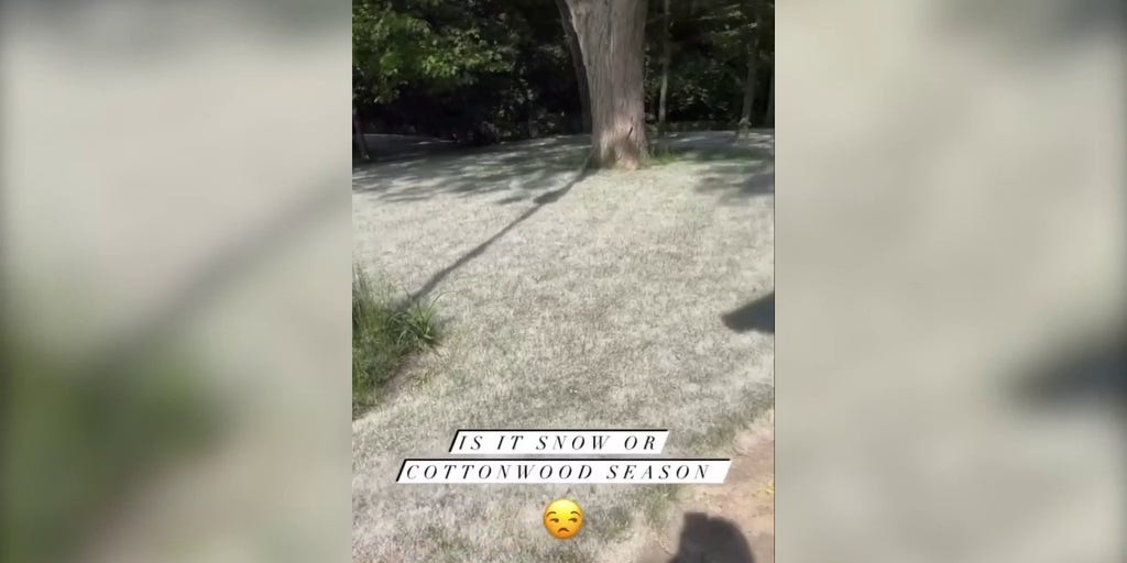 Watch 'Snowing' cottonwood trees create allergy nightmare in Michigan