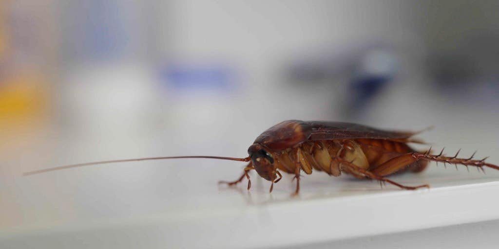 Bug MD - Cockroaches can spread bacteria throughout the house, and a  cockroach-infested home may even trigger asthma, especially in kids. 🙅 To  prevent this, get an effective and safe yet affordable