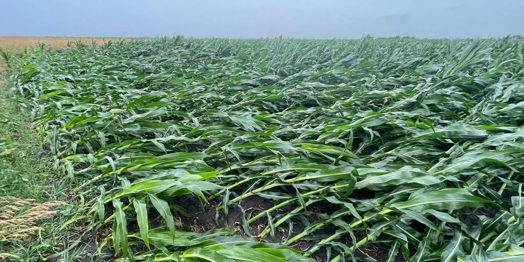 Damage to crops from derecho winds fall short of historic 2020 episode