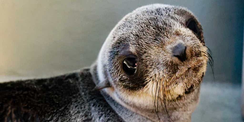 San Francisco Bay Space a ‘sizzling spot’ for marine mammal harassment, extreme circumstances embrace dragging, specialists say San Francisco Bay Space a ‘sizzling spot’ for marine mammal harassment, extreme circumstances embrace dragging, specialists say
