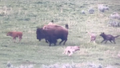 Watch: Yellowstone bison fend off wolves from young calf