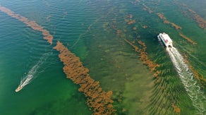 Sargassum seaweed clears away but could still create problems for south Florida beachgoers