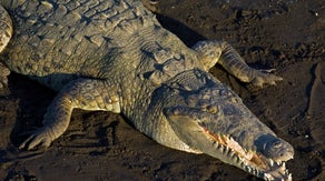 Young man dies after being attacked by crocodile near resort at popular beach destination