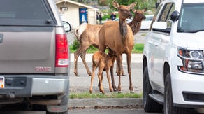 Yellowstone tourists put baby elk in car, drive it to police station